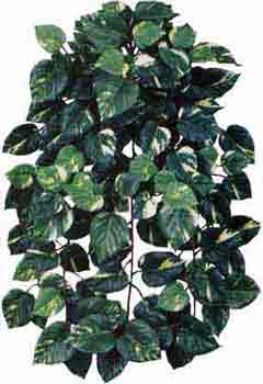 Hanging Philo Plant
